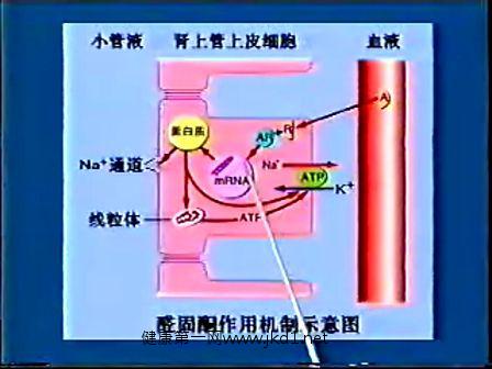 人体解剖生理学