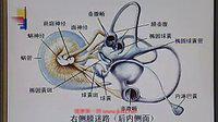 系统解剖学-中国医科大学